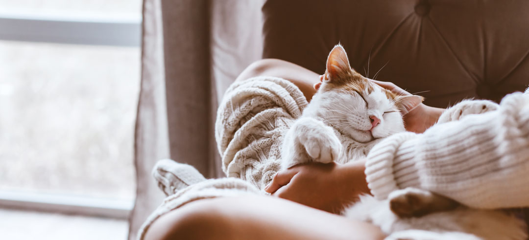 Gato durmiendo en los brazos de su dueña